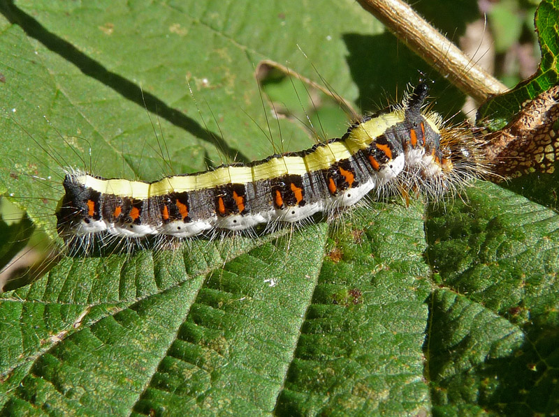 Larva di Acronicta psi